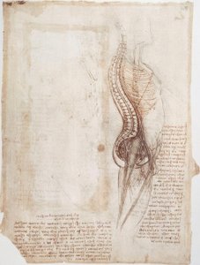 Anatómiai tanulmányok: Gerinc... alkotó: Leonardo da Vinci