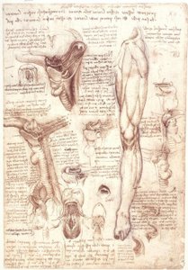 Anatómiai vizsgálatok: nyelv, torok, gége és nyelőcső alkotó: Leonardo da Vinci