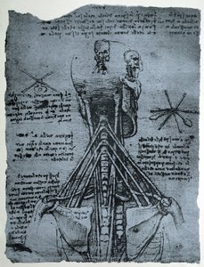 Az emberi nyak és váll csontszerkezete, faxmásolat alkotó: Leonardo da Vinci