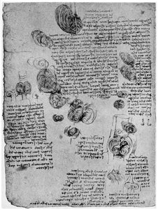 A szívben lévő vérörvény diagramja, 15. század vége vagy 16. század eleje 1954 alkotó: Leonardo da Vinci