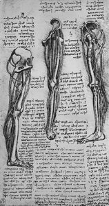Rajzok egy bal lábról, amelyen csontok és inak láthatók, c1480 1945 alkotó: Leonardo da Vinci
