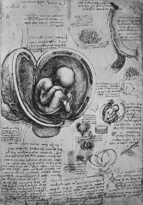 Rajzok egy embrióról a méhben, c1480 1945 alkotó: Leonardo da Vinci