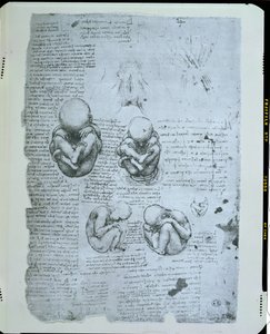 Öt nézet egy magzatról az anyaméhben, fakszimile másolat alkotó: Leonardo da Vinci