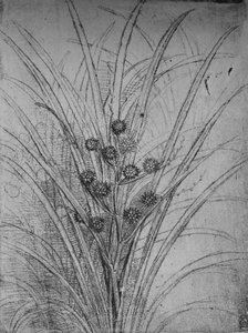 Flowering Rushes, c1480 1945 alkotó: Leonardo da Vinci
