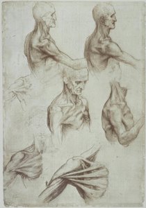 Leonardo / nyak- és vállizmok / f. 136v alkotó: Leonardo da Vinci