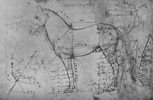 Egy ló mért rajza profilban balra, c1480 1945 alkotó: Leonardo da Vinci