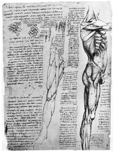 Izomtanulmányok, 15. század vége vagy 16. század eleje 1954 alkotó: Leonardo da Vinci