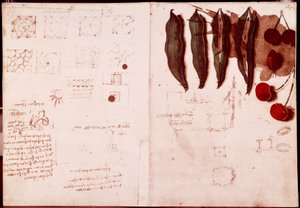 Botanika és geometria jegyzetei és vázlatai. Rajz Leonardo da Vinci (Leonardo da Vinci) (1452-1519) kéziratának kétoldalára alkotó: Leonardo da Vinci