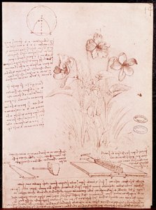 Botanika és geometria jegyzetei, vázlatai: nárcisz. Rajz Leonardo da Vinci (Leonardo da Vinci) (1452-1519) kéziratának kétoldalára alkotó: Leonardo da Vinci