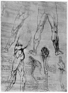 Összehasonlító anatómiai tanulmányok, 1506-1507 1954 alkotó: Leonardo da Vinci
