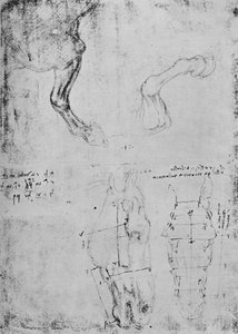 A lovak mellső lábának tanulmányozása és a lovak fejének mért rajzai, c1480 1945 alkotó: Leonardo da Vinci