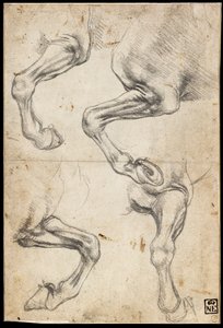 Tanulmányok a ló lábáról alkotó: Leonardo da Vinci