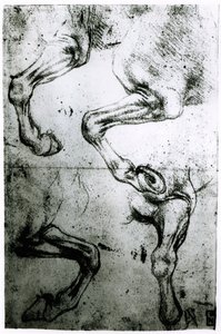 A lovak lábának tanulmányozása (toll és tinta papíron) alkotó: Leonardo da Vinci