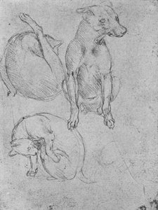 Tanulmányok egy kutyáról és egy macskáról, c1480 1945 alkotó: Leonardo da Vinci
