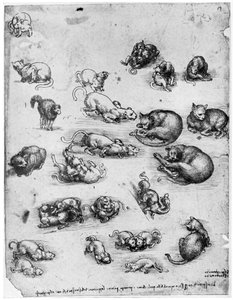 Tanulmányok macskákról, 1513-1515, 1954 alkotó: Leonardo da Vinci