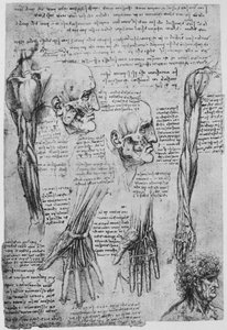 Tanulmányok az arc és a kar izmairól, c1480 1945 alkotó: Leonardo da Vinci