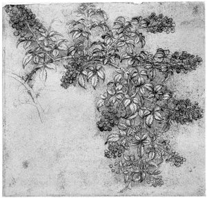 Szederág vizsgálata, 15. század vége vagy 16. század eleje 1954 alkotó: Leonardo da Vinci