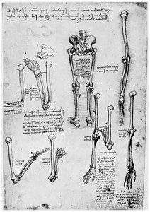 Emberi csontok tanulmányozása, 15. vagy 16. század vége, 1954. alkotó: Leonardo da Vinci