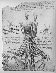 Egy csontváz hátulnézetének tanulmányozása, a nyak inak bemutatásával, c1480 1945 alkotó: Leonardo da Vinci