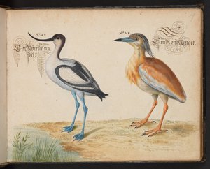 Adjunk hozzá 6485 f.19 Avocet és Squacco Heron