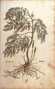 Spárga (Asparagus officinalis) Leonhart Fuchstól a De historia stirpium commentarii insignes (Nevezetes megjegyzések a növények történetéhez) színes metszet alkotó: Leonhard Fuchs