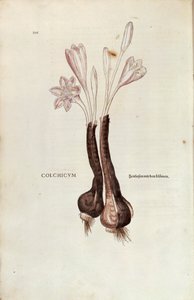 Őszi sáfrány (Őszi Colchicum) Leonhart Fuchstól a De historia stirpium commentarii insignes-ből (Figyelemre méltó megjegyzések a növények történetéhez), színes metszet alkotó: Leonhard Fuchs