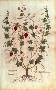 Balzsamalma (Momordica balsamina) Leonhart Fuchstól a De historia stirpium commentarii insignes-ból (Nevezetes megjegyzések a növények történetéhez), színes metszet alkotó: Leonhard Fuchs