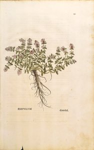 Breckland vagy vadkakukkfű (Thymus serpyllum), Leonhart Fuchs színes metszet alkotó: Leonhard Fuchs