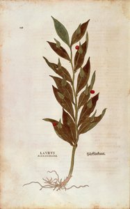 Mészárseprű vagy térdmagyal – Ruscus aculeatus (Laurus alexandrina) Leonhart Fuchstól a De historia stirpium commentarii insignes (Nevezetes megjegyzések a növények történetéhez) színes metszet alkotó: Leonhard Fuchs