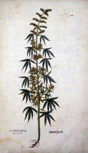 Cannabis Sativa (kendertermesztés) - Leonhart Fuchs "A rasszizmus története" című filmjében