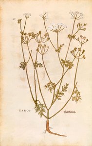 Kömény - Carum carvi (Caros) Leonhart Fuchstól, a De historia stirpium commentarii insignes (Nevezetes megjegyzések a növények történetéről) színes metszet alkotó: Leonhard Fuchs