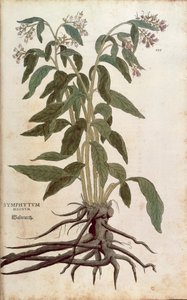Comfrey - Symphytum officinale (Symphytum magnus), Leonhart Fuchs a De historia stirpium commentarii insignes-ból (Nevezetes megjegyzések a növények történetéhez), színes metszet alkotó: Leonhard Fuchs