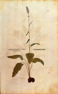Common Bistorta - Persicaria bistorta vagy Bistorta polygonum (Serpentaria mas seu bistorta) Leonhart Fuchstól a De historia stirpium commentarii insignes (Nevezetes megjegyzések a növények történetéhez) színes metszet alkotó: Leonhard Fuchs