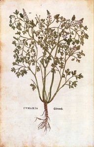 Közönséges fumitórium (Fumaria officinalis)