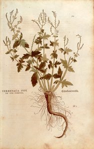 Közönséges verbéna vagy verbéna - Verbena officinalis (Verbenaca supina sive foemina) Leonhart Fuchs A faji kommentárok története (Notable Commentaries on the History of Plants) színes metszetből alkotó: Leonhard Fuchs