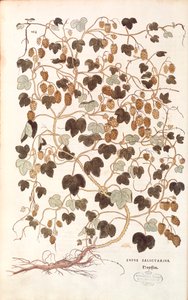 Közönséges komló - Humulus lupulus (Lupus salictarius) Leonhart Fuchs A faji különbségek története (Nevezetes megjegyzések a növények történetéhez) színes metszetből