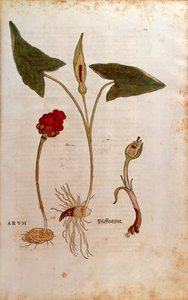 Kakukk Pint avagy olasz urak és hölgyek - Arum italicum (Arum) Leonhart Fuchstól a De historia stirpium commentarii insignes-ból (Nevezetes megjegyzések a növények történetéhez), színes metszet alkotó: Leonhard Fuchs