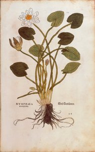 Európai fehér tavirózsa vagy fehér lótusz – Nymphaea alba (Nymphaea candida), Leonhart Fuchs a De historia stirpium commentarii insignes-ból (Nevezetes megjegyzések a növények történetéhez), színes metszet