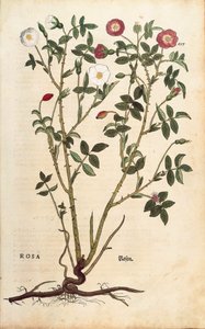 Örökzöld rózsa (Rosa sempervirens), Leonhart Fuchs a De historia stirpium commentarii insignes-ból (Nevezetes megjegyzések a növények történetéhez), színes metszet