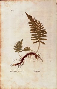 Páfrány, közönséges soklábú (Polypodium vulgare) Leonhart Fuchstól a De historia stirpium commentarii insignes (Nevezetes megjegyzések a növények történetéhez) színes metszet alkotó: Leonhard Fuchs