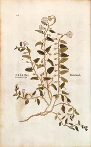 Szántófű - Convolvulus arvensis (Helxine cissampelos) Leonhart Fuchstól a De historia stirpium commentarii insignes (Nevezetes megjegyzések a növények történetéhez) színes metszet alkotó: Leonhard Fuchs