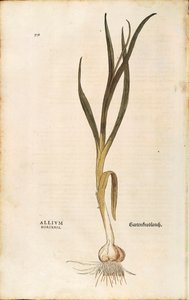 Fokhagyma - Allium sativum (Allium hortense), Leonhart Fuchs a De historia stirpium commentarii insignes-ból (Nevezetes megjegyzések a növények történetéhez), színes metszet