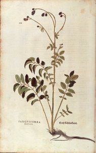 Nagy burnet - Sanguisorba officinalis (Sanguisorba major) Leonhart Fuchstól a De historia stirpium commentarii insignes (Nevezetes megjegyzések a növények történetéhez) színes metszet alkotó: Leonhard Fuchs