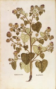 Bojtorján - Arctium lappa (Personatia) Leonhart Fuchstól a De historia stirpium commentarii insignes-ból (Nevezetes megjegyzések a növények történetéhez), színes metszet alkotó: Leonhard Fuchs