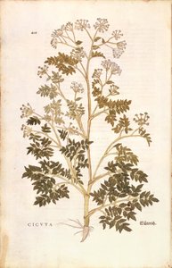 Bürök - Conium maculatum (Cicuta), Leonhart Fuchs a De historia stirpium commentarii insignes-ból (Nevezetes megjegyzések a növények történetéhez), színes metszet alkotó: Leonhard Fuchs