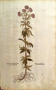 Kender-agrimony – Leonhart Fuchs Eupatorium cannabinum (Eupatorium adulterinum) a De historia stirpium commentarii insignes-ból (Nevezetes megjegyzések a növények történetéhez), színes metszet