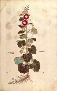 Hollyhock - Malvaceae - Alcea (Malva hortensis) Leonhart Fuchstól a De historia stirpium commentarii insignes (Nevezetes megjegyzések a növények történetéhez) színes metszet alkotó: Leonhard Fuchs