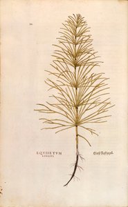 Tormás - Equisetum arvense (Equisetum longius) Leonhart Fuchs által a De historia stirpium commentarii insignes (Nevezetes kommentárok a növények történetéhez) című színes metszetből. alkotó: Leonhard Fuchs