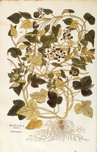 Borostyán (Hedera helix nigra aurea), Leonhart Fuchs, a De historia stirpium commentarii insignes (Nevezetes megjegyzések a növények történetéhez), színes metszet alkotó: Leonhard Fuchs