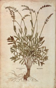 Levendula - Lavandula spica (Pseudonardus mas) Leonhart Fuchstól a De historia stirpium commentarii insignes-ból (Nevezetes megjegyzések a növények történetéhez), színes metszet alkotó: Leonhard Fuchs